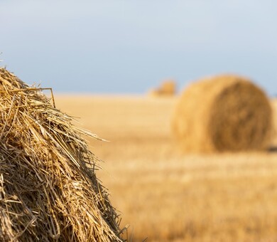 image of wheat bales on a field