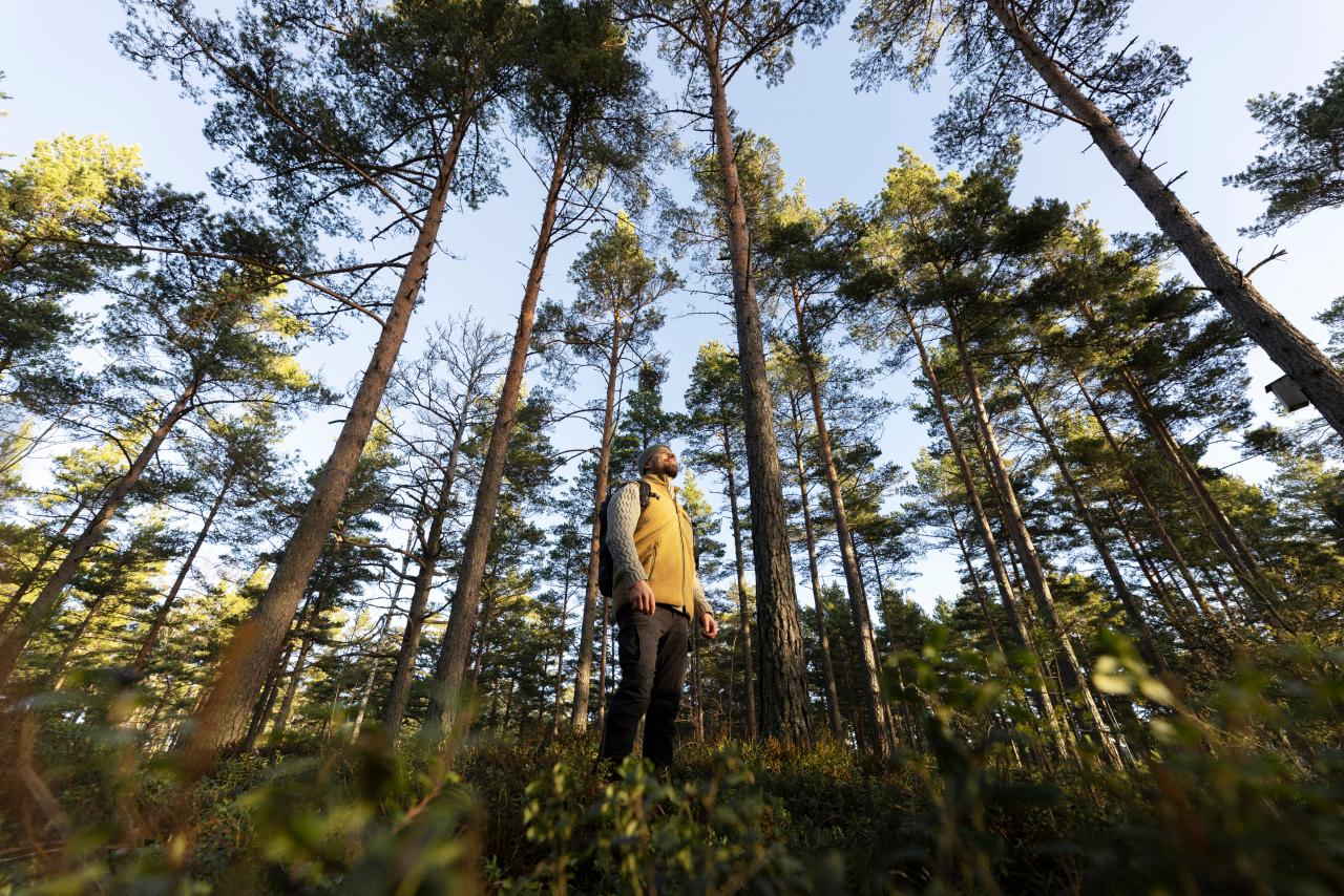 Man promenerar i skogen 